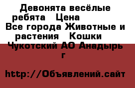 Девонята весёлые ребята › Цена ­ 25 000 - Все города Животные и растения » Кошки   . Чукотский АО,Анадырь г.